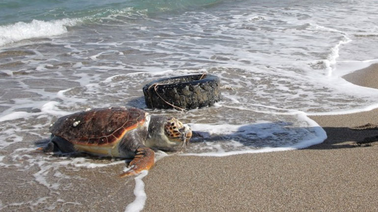 Ηράκλειο: Μία ακόμα νεκρή χελώνα «ξέβρασε» η θάλασσα